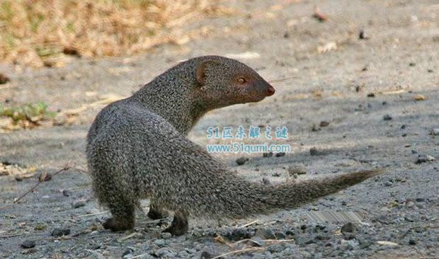 蛇獴天生的“捕蛇者“ 蛇獴为什么不怕蛇毒?