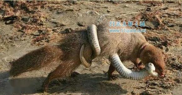 蛇獴天生的“捕蛇者“ 蛇獴为什么不怕蛇毒?