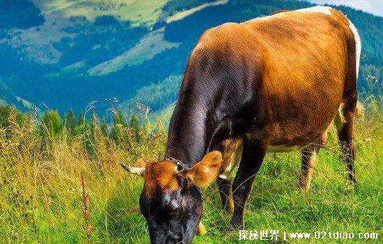 属牛忌讳几月出生,五月出生五无依靠/十一月出生命很薄