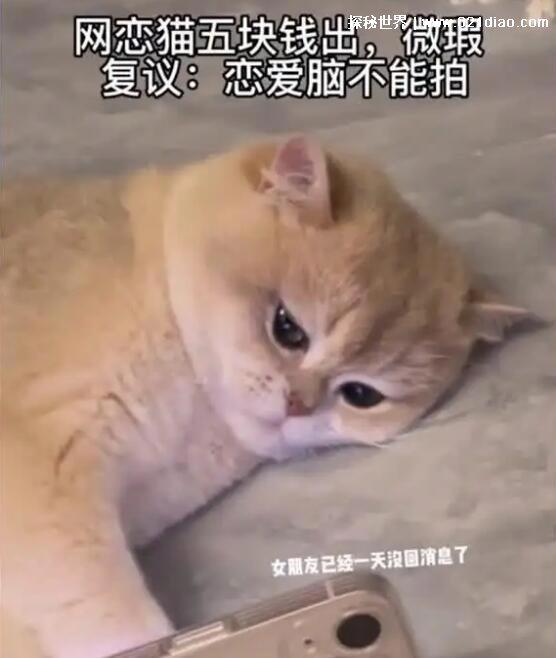 微瑕全瑕什么意思网络用语,出售物品时形容缺点(不限损坏程度)