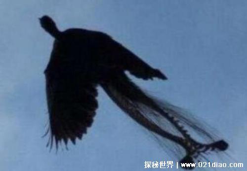 黑龙江发现世界上最后一只凤凰，羽毛清晰可见(未被证实)