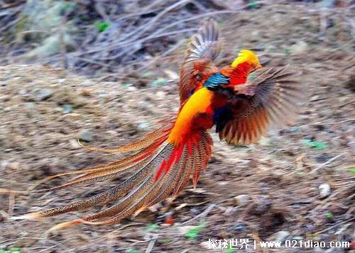 黑龙江发现世界上最后一只凤凰，羽毛清晰可见(未被证实)