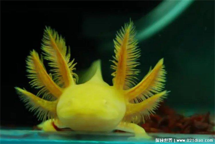 学名墨西哥钝口螈，俗称六角恐龙(杂食动物)