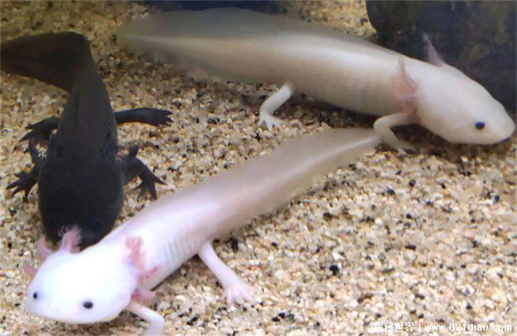 学名墨西哥钝口螈，俗称六角恐龙(杂食动物)