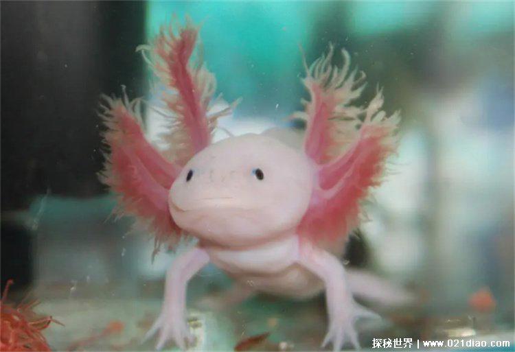 学名墨西哥钝口螈，俗称六角恐龙(杂食动物)