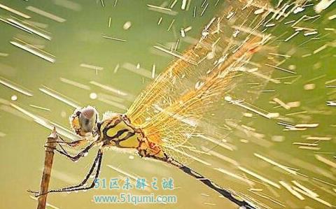 世界上最大的蜻蜓,鬼蜻蜓视力极好被称为捕猎高手