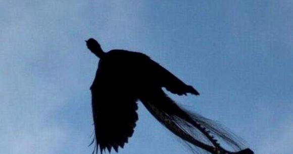 卫星拍到的真龙凤凰,能清晰看到鳞片(是冰川山脉)