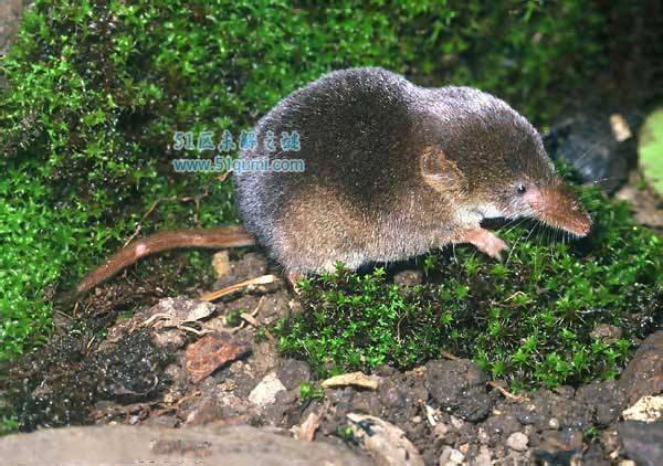 鼩鼱怎么读为什么不能打?和老鼠的区别是什么(有一些是保护动物)