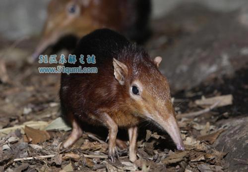 鼩鼱怎么读为什么不能打?和老鼠的区别是什么(有一些是保护动物)