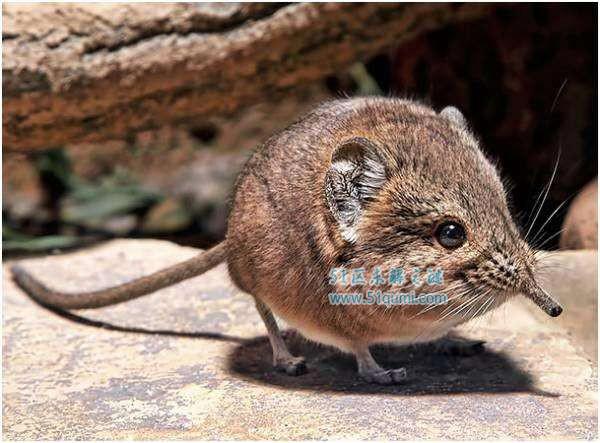 鼩鼱怎么读为什么不能打?和老鼠的区别是什么(有一些是保护动物)