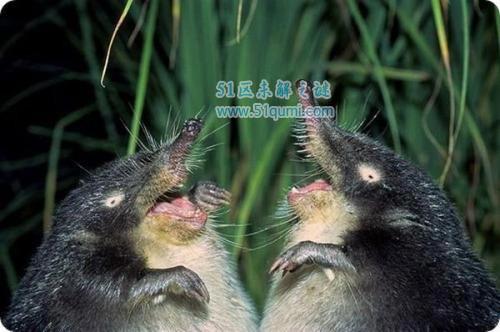 鼩鼱怎么读为什么不能打?和老鼠的区别是什么(有一些是保护动物)