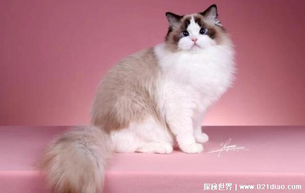 布偶猫价格多少钱一只，2千到2万不等(赛级甚至贵到上不封顶)