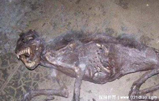 本耶普怪兽是什么动物，据传专吃小孩女人(疑似一种史前生物)