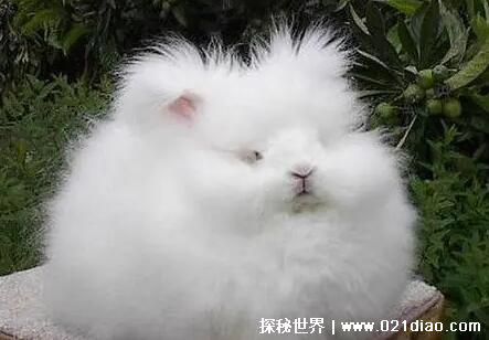 三种世界上最漂亮的兔子，公主兔最可爱(从童话中走出来的兔子)