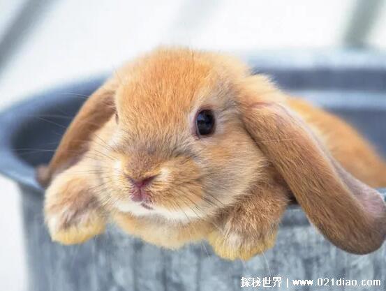 三种世界上最漂亮的兔子，公主兔最可爱(从童话中走出来的兔子)