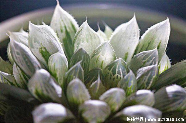 十大最贵多肉，霓虹灯玉露梦寐以求的品种(20万元以上)