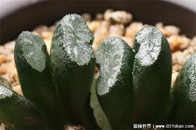 十大最贵多肉，霓虹灯玉露梦寐以求的品种(20万元以上)