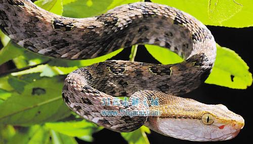 中国十大毒蛇排名 每一种都足以致命不可靠近