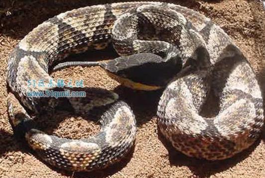 中国十大毒蛇排名 每一种都足以致命不可靠近