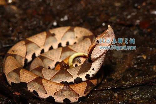 中国十大毒蛇排名 每一种都足以致命不可靠近