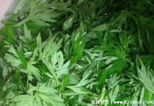 荨麻疹最怕三个土方法，白醋加酒/丝瓜叶/小苏打(荨麻疹的克星)