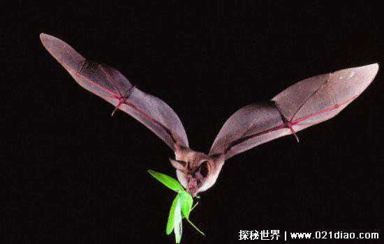 蝙蝠入屋是不吉利的蝠进卧室有什么预兆，并非不吉利反而很吉祥