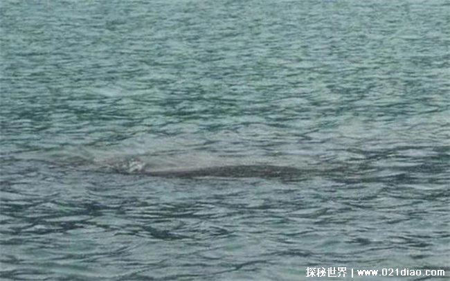 世界上十大神秘生物 尼斯湖水怪位居榜首(流传已久)