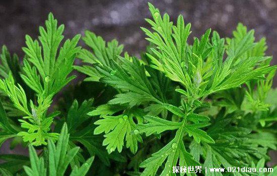 螨虫最怕这3种东西，艾草/青花椒/桉树(桉树堪称螨虫克星)