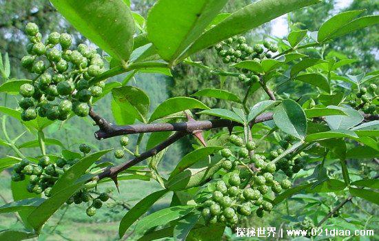 螨虫最怕这3种东西，艾草/青花椒/桉树(桉树堪称螨虫克星)