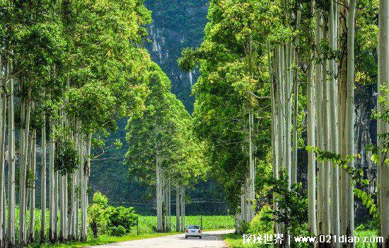 螨虫最怕这3种东西，艾草/青花椒/桉树(桉树堪称螨虫克星)