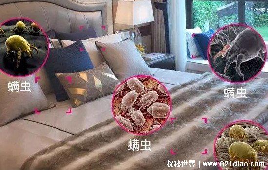 螨虫最怕这3种东西，艾草/青花椒/桉树(桉树堪称螨虫克星)