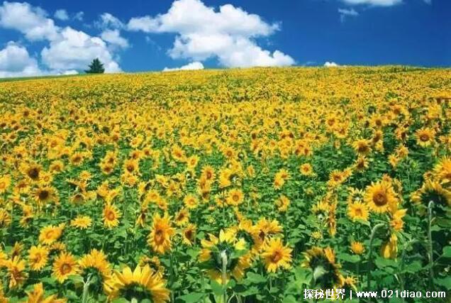 向日葵为什么不能送人原因,植株较大且有尖刺(不能乱送)