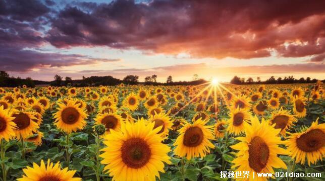 向日葵为什么不能送人原因,植株较大且有尖刺(不能乱送)