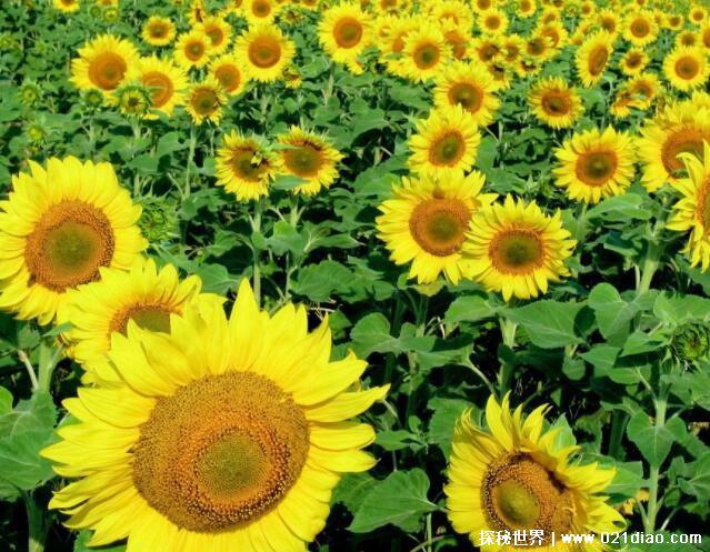 向日葵为什么不能送人原因,植株较大且有尖刺(不能乱送)