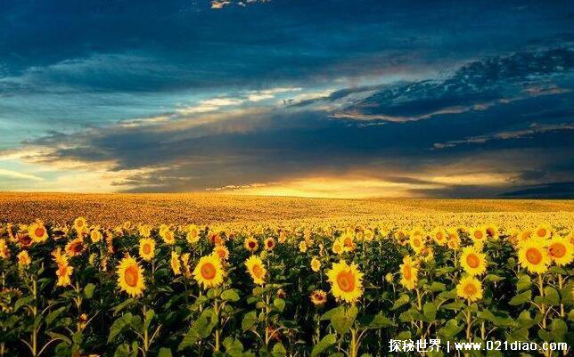 向日葵为什么不能送人原因，植株较大且有尖刺(不能乱送)