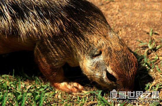 世界上最凶狠的老鼠，吃猫鼠的秘密武器(毒气弹)