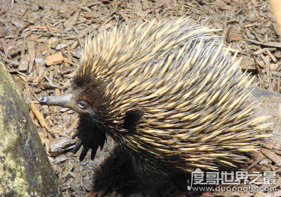 世界上最凶狠的老鼠，吃猫鼠的秘密武器(毒气弹)