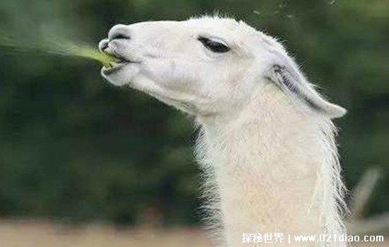 羊驼为什么吐口水，羊驼吐口水说明什么(可能将你当成同类了)