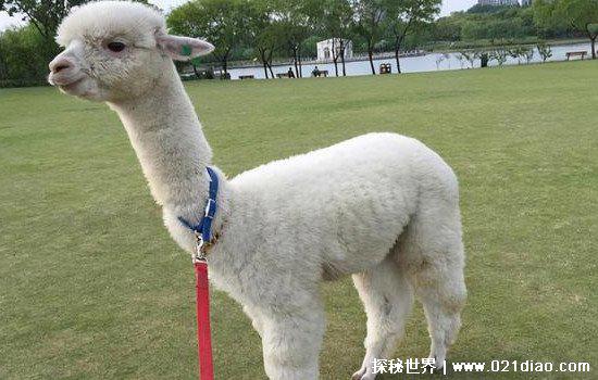 羊驼为什么吐口水，羊驼吐口水说明什么(可能将你当成同类了)