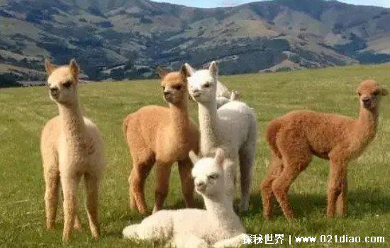 羊驼为什么吐口水，羊驼吐口水说明什么(可能将你当成同类了)