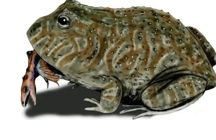 魔鬼蛙生活在多少万年前?(魔鬼蛙生活在7000万年前)