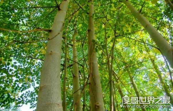 世界上最神奇的植物,牛奶树(树皮中会流“牛奶”的树)