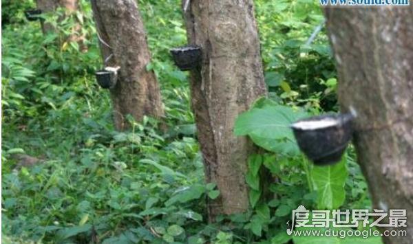世界上最神奇的植物,牛奶树(树皮中会流“牛奶”的树)