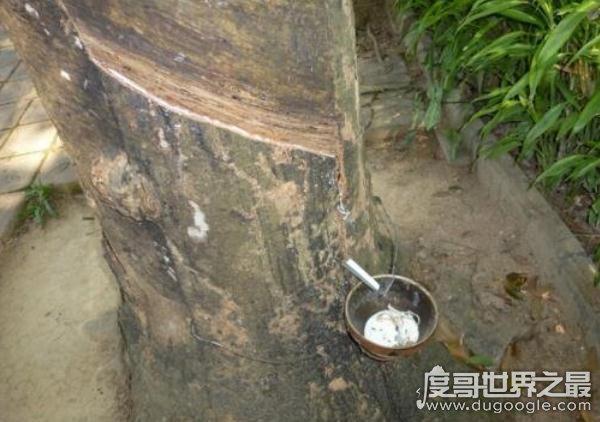 世界上最神奇的植物,牛奶树(树皮中会流“牛奶”的树)