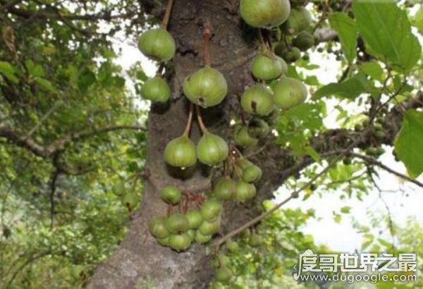世界上最神奇的植物，牛奶树(树皮中会流“牛奶”的树)