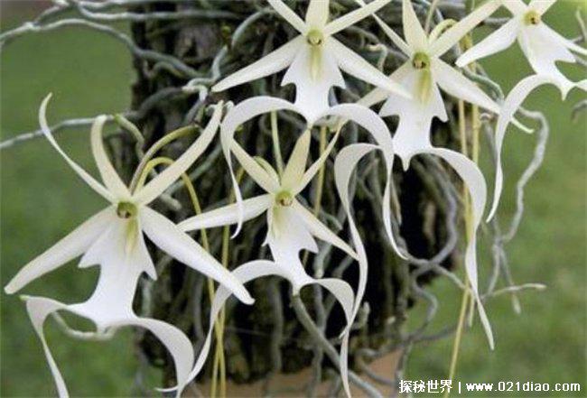 世界上最神秘高贵的花，幽灵兰花 (来自古巴)