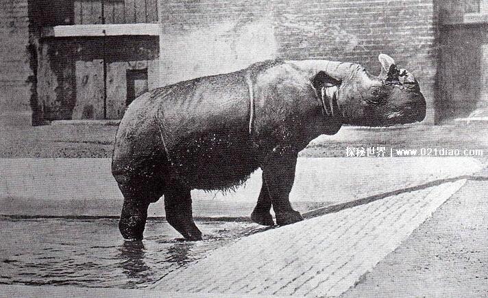 灭绝的动物名单，中国犀牛最可惜(近代灭绝的30种动物介绍)