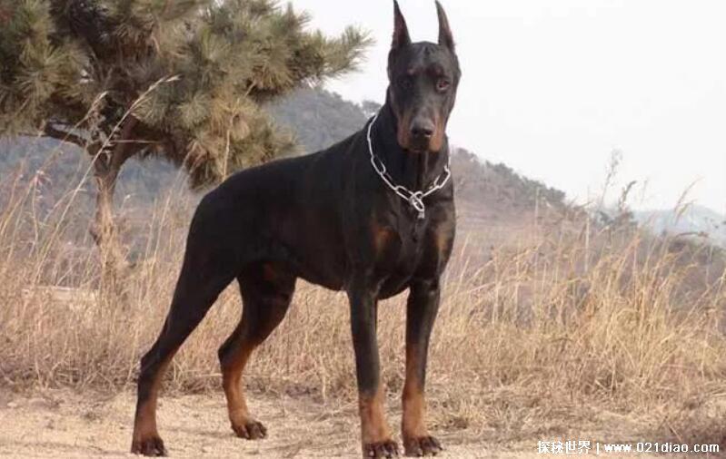 中国十大禁犬,比特犬最凶猛被禁止在公共场合出现(附图片)
