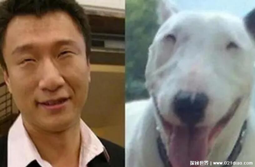 中国十大禁犬，比特犬最凶猛被禁止在公共场合出现(附图片)