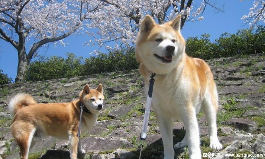 中国十大禁犬，比特犬最凶猛被禁止在公共场合出现(附图片)
